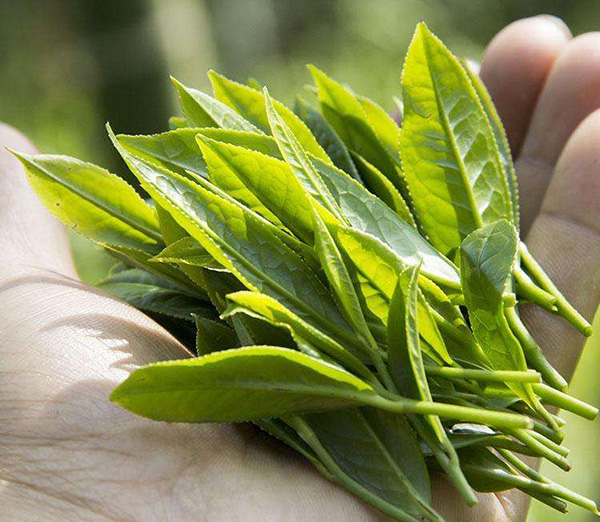 引发茶叶变质的主要因素有什么？