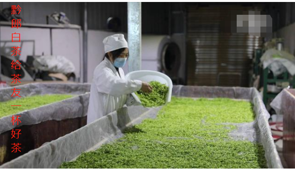 白城中国白茶之乡”贵州正安白茶采摘进入高峰期
